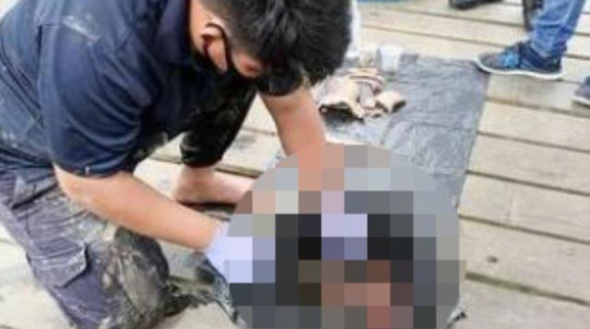 Midesini açınca şoke oldular! Timsahın karnının içinden cansız bedeni çıktı