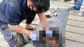 Midesini açınca şoke oldular! Timsahın karnının içinden cansız bedeni çıktı