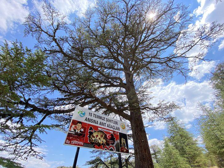 Antalya'da 15 Temmuz şehitlerinin anısı asırlık ağaçlarda yaşatılacak G1