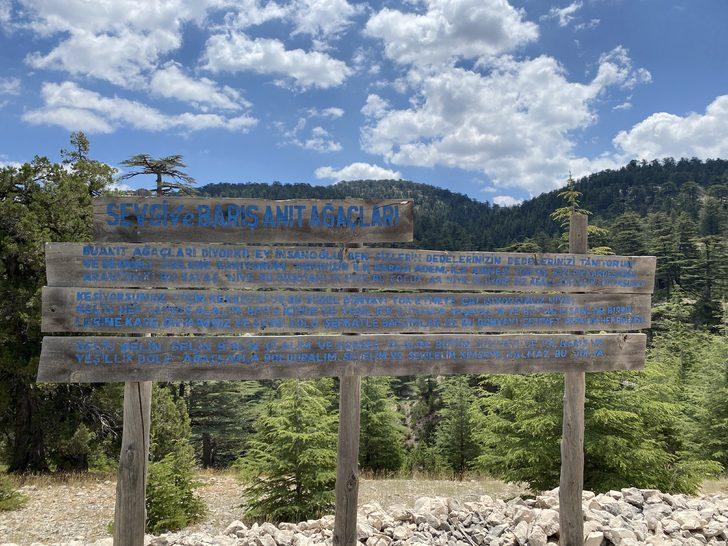 Antalya'da 15 Temmuz şehitlerinin anısı asırlık ağaçlarda yaşatılacak G2