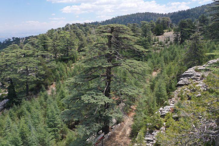 Antalya'da 15 Temmuz şehitlerinin anısı asırlık ağaçlarda yaşatılacak G3