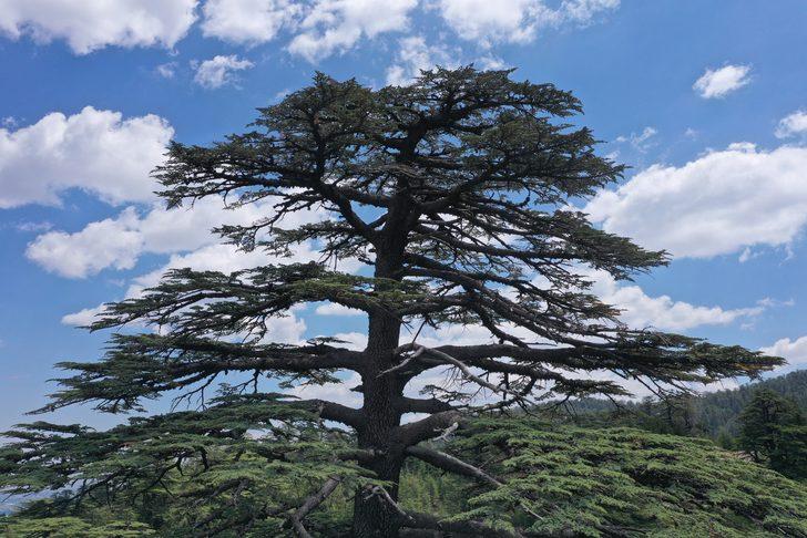 Antalya'da 15 Temmuz şehitlerinin anısı asırlık ağaçlarda yaşatılacak G4