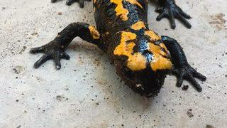 Osmaniye'de nesli tehdit altında olan sarı benekli semender görüldü