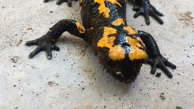 Osmaniye'de nesli tehdit altında olan sarı benekli semender görüldü