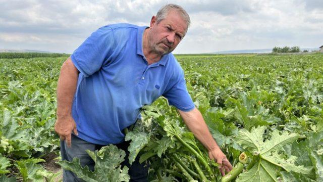 Eskişehirli çiftçilerin umutları yerle bir oldu! Yedikleri kavurma boğazlarında kaldı
