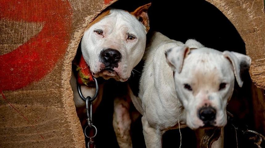 Danıştay'dan 'American Staffordshire Terrier' cinsi köpekler hakkında dikkat çeken karar!
