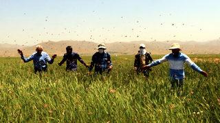 Yüksekova'da çiftçiler isyan etti! '73 yaşındayım, böyle bir şey görmedim'