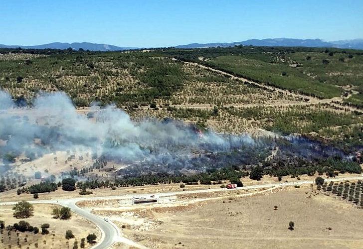 İzmir'de korkutan yangın! Ağaçlandırma sahasına sıçradı