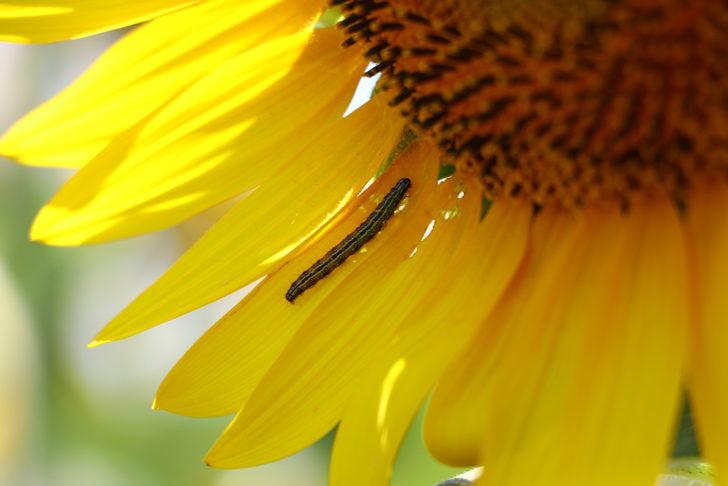 Tekirdağ'da ayçiçeği tarlalarında "çayır tırtılına" karşı dron ile ilaçlama yapılıyor G2