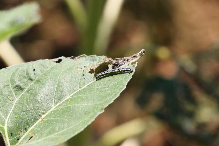 Tekirdağ'da ayçiçeği tarlalarında "çayır tırtılına" karşı dron ile ilaçlama yapılıyor G3