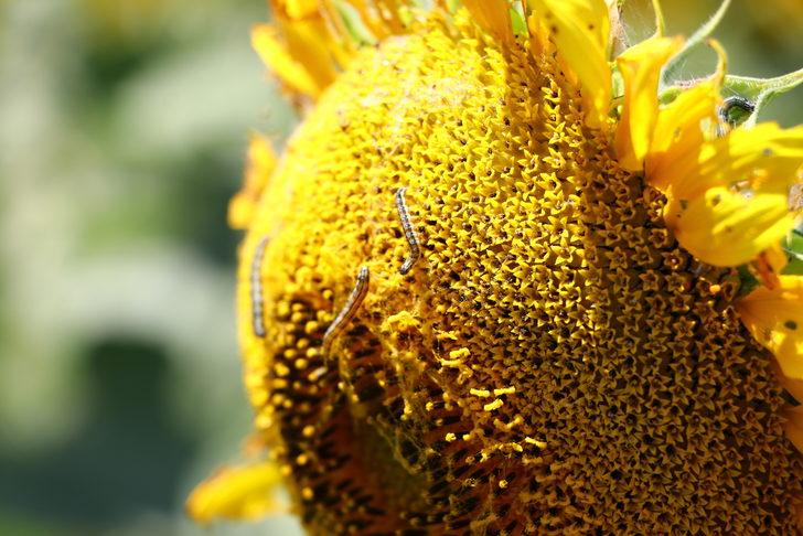 Tekirdağ'da ayçiçeği tarlalarında "çayır tırtılına" karşı dron ile ilaçlama yapılıyor G5