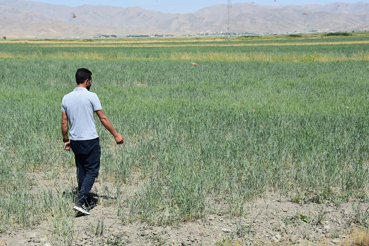 Y&uuml;ksekova'da tarım arazilerinde &ccedil;ekirge yoğunluğu yaşanıyor