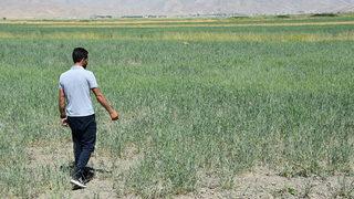 Yüksekova'da tarım arazilerinde çekirge yoğunluğu yaşanıyor