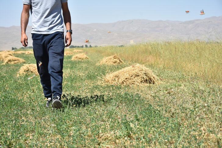 Yüksekova'da tarım arazilerinde çekirge yoğunluğu yaşanıyor G1