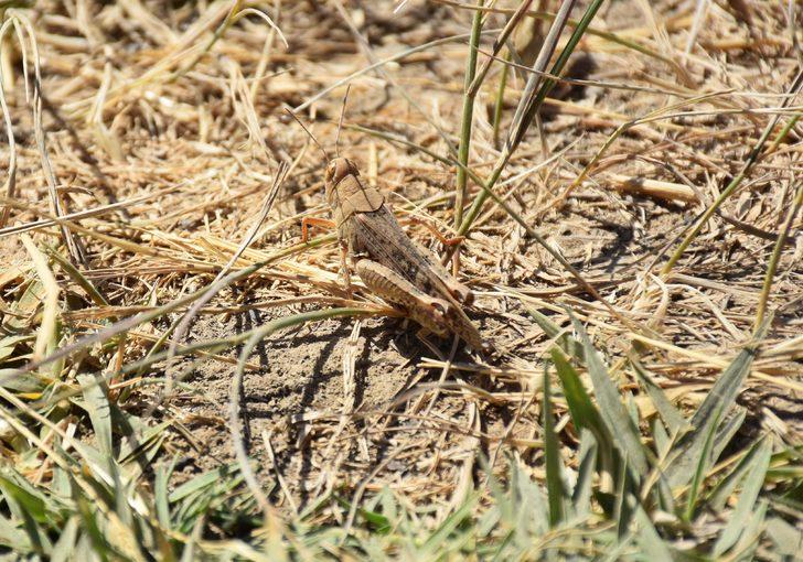 Yüksekova'da tarım arazilerinde çekirge yoğunluğu yaşanıyor G2