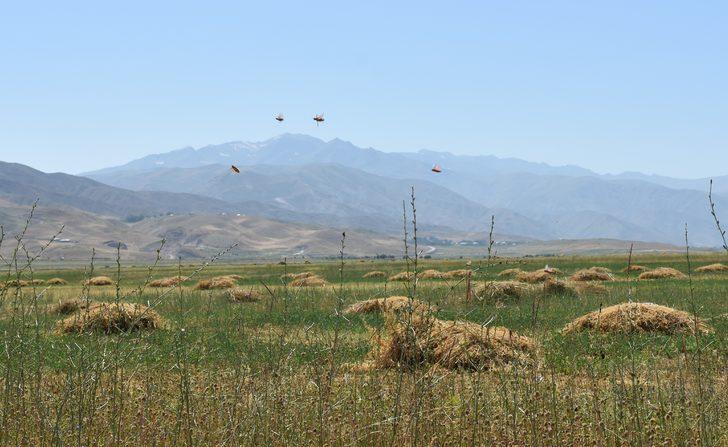 Yüksekova'da tarım arazilerinde çekirge yoğunluğu yaşanıyor G3