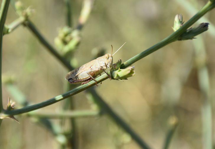 Yüksekova'da tarım arazilerinde çekirge yoğunluğu yaşanıyor G4