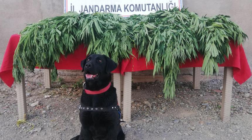 Tunceli'de evinin bahçesinde Hint keneviri yetiştiren kişi gözaltına alındı