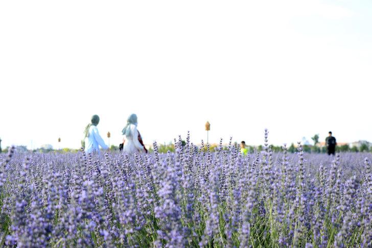 Konya'da "lavanta günleri" etkinliği başladı G1