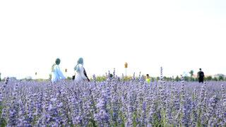 Konya'da lavanta günleri etkinliği başladı