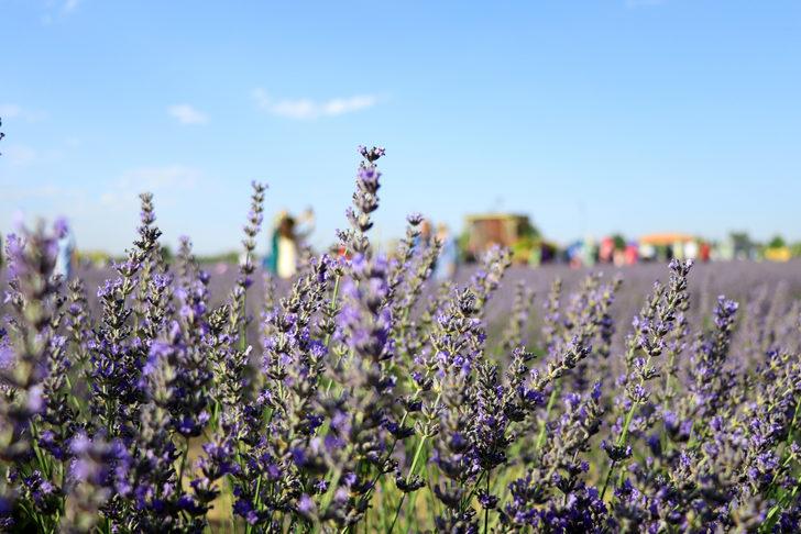 Konya'da "lavanta günleri" etkinliği başladı G3