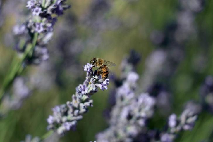 Konya'da "lavanta günleri" etkinliği başladı G4