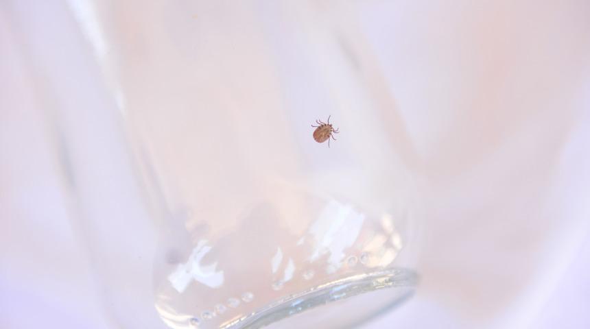 Vücudundan Japon yapıştırıcısıyla çıkarmaya çalışan var! Prof. Dr. Ahmet Sebe'den çok önemli uyarı