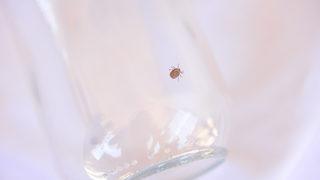 Vücudundan Japon yapıştırıcısıyla çıkarmaya çalışan var! Prof. Dr. Ahmet Sebe'den çok önemli uyarı