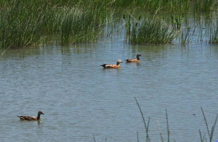 Sarıkamış'taki Asboğa Gölü ziyaretçilerini bekliyor G1