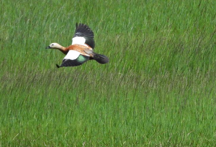 Sarıkamış'taki Asboğa Gölü ziyaretçilerini bekliyor G4