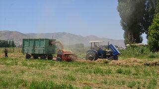 Muş'ta çiftçiler hayvanları için kışlık yem mesaisine başladı