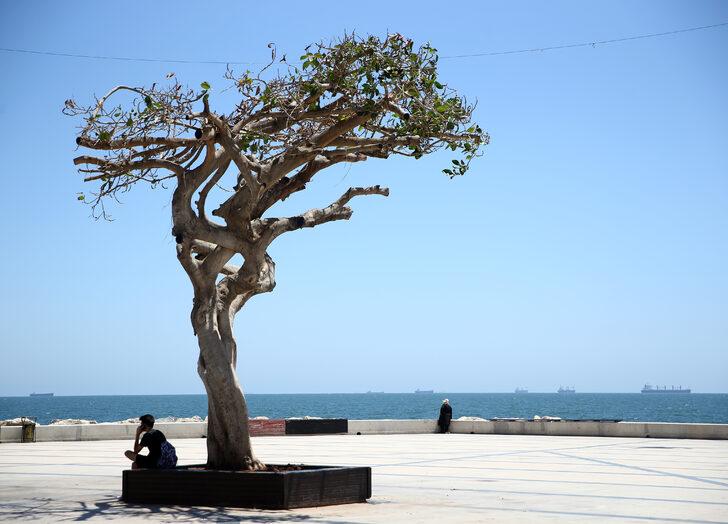 Mersin sahilinin "simge ağacı"na matkapla zarar verildi G1