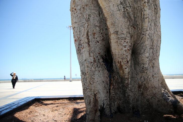 Mersin sahilinin "simge ağacı"na matkapla zarar verildi G2