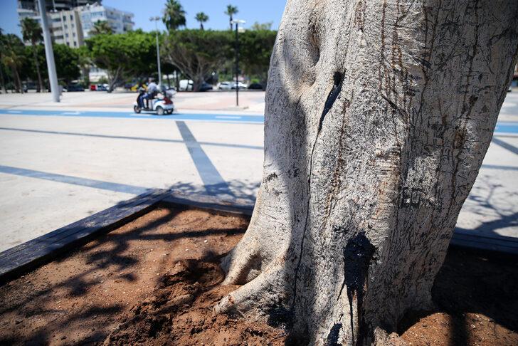 Mersin sahilinin "simge ağacı"na matkapla zarar verildi G3