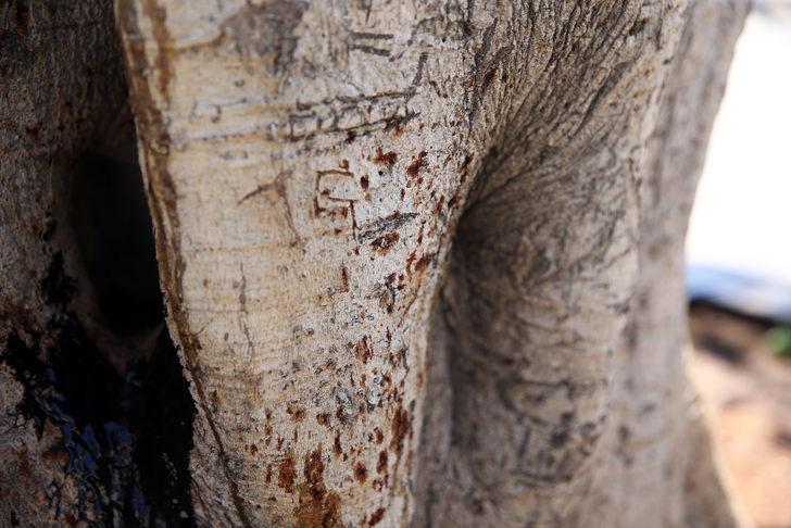 Mersin sahilinin "simge ağacı"na matkapla zarar verildi G4