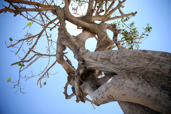 Mersin sahilinin "simge ağacı"na matkapla zarar verildi G5