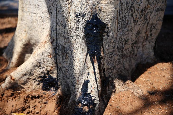 GÜNCELLEME - Mersin sahilinin "simge ağacı"na matkapla zarar veren 3 kişi adliyede G5