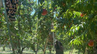 Sabah tarlasına geldiğinde büyük şaşkınlık yaşadı! Bırakılan nottaki telefon numarasını arayınca...