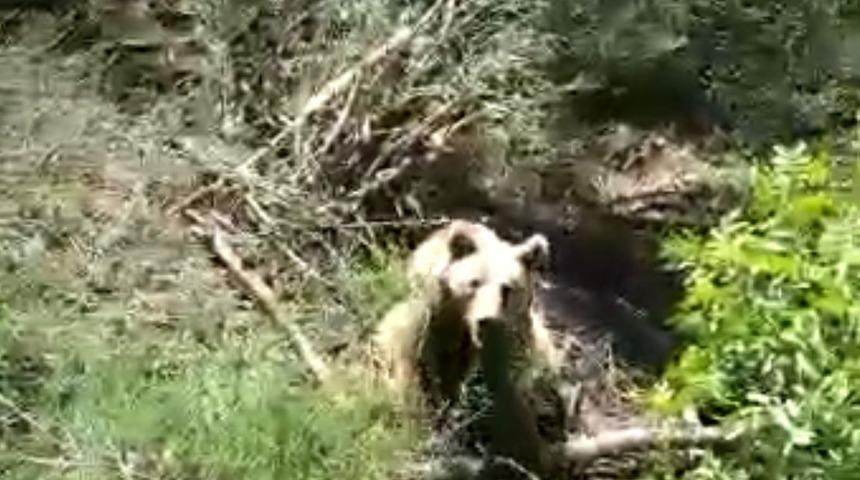 Bartın'da domuz kapanına yakalanan bozayı kurtarıldı
