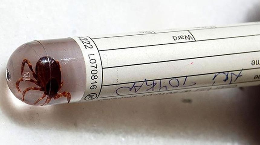 Gümüşhane'de kene paniği! Hastanede hayatını kaybetti