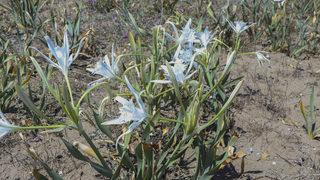 Kocaeli'de kum zambakları çiçek açmaya başladı