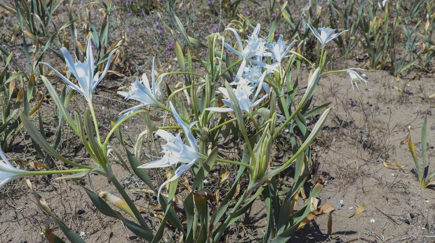 Kocaeli'de kum zambakları çiçek açmaya başladı