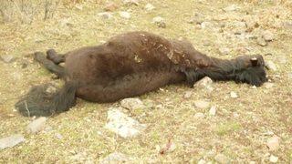 Konya'da yılkı atı katliamı
