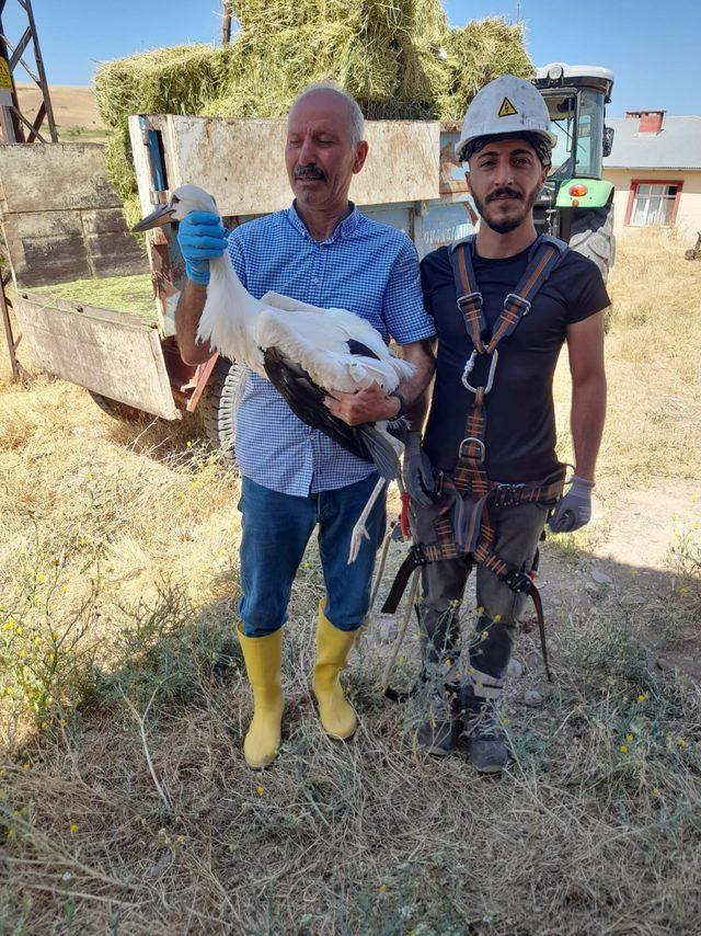 Tunceli'de elektrik direğinde asılı kalan leylek kurtarıldı