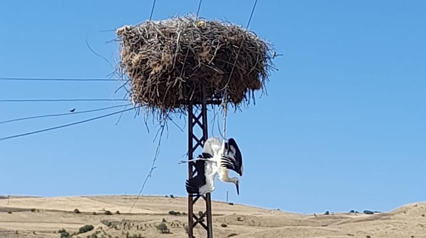 Tunceli'de elektrik direğinde asılı kalan leylek kurtarıldı