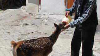 Ankara'da çobanların bulduğu yaralı geyik yavrusu tedavi edildi