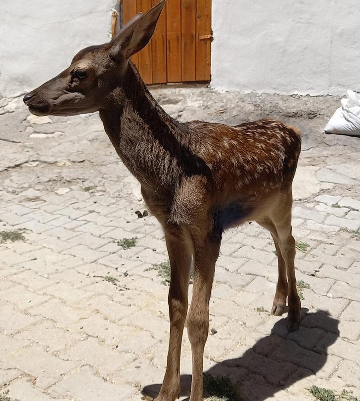 Ankara'da çobanların bulduğu yaralı geyik yavrusu tedavi edildi G2