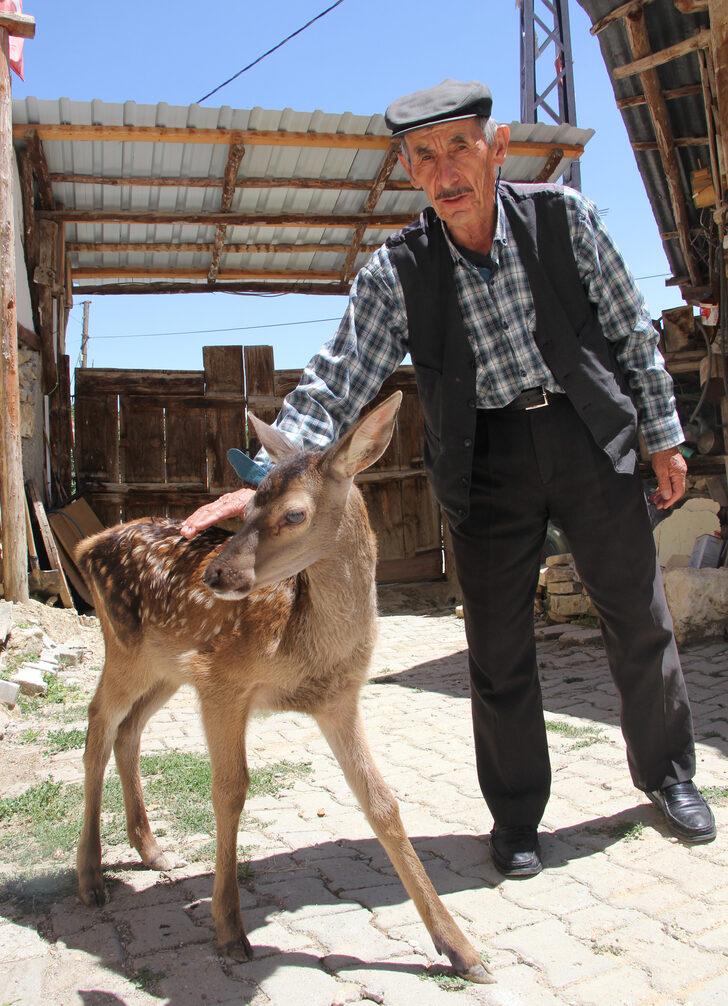 Ankara'da çobanların bulduğu yaralı geyik yavrusu tedavi edildi G4