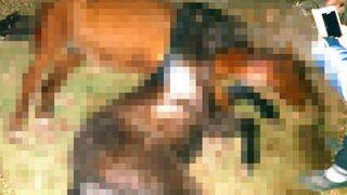 Konya'da katliam! Altısını da av tüfeğiyle katletmişler