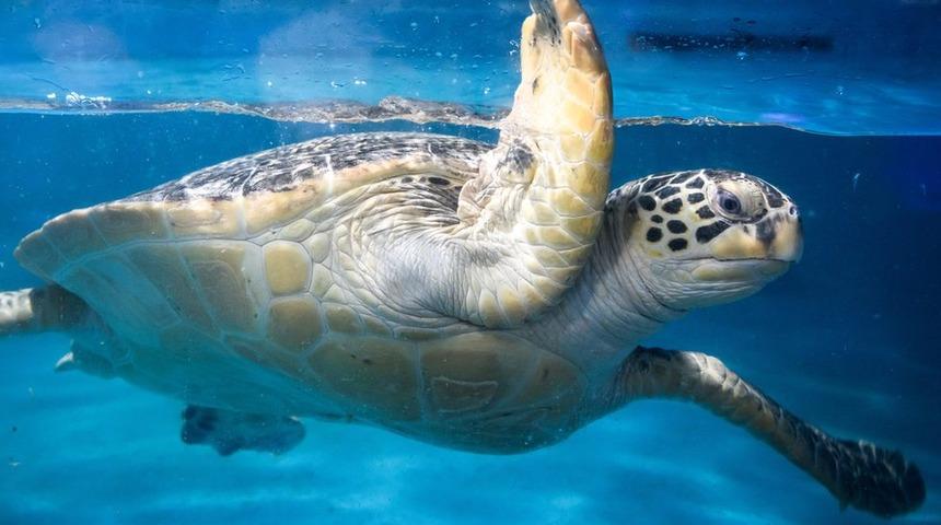 Japonya'da çok sayıda deniz kaplumbağası boyunlarından bıçaklanmış halde ölü bulundu